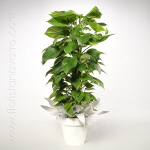 Planta Potos Tutor