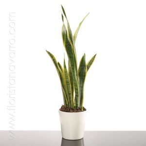 Planta De Sansevieria