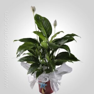 Planta Spathiphyllum
