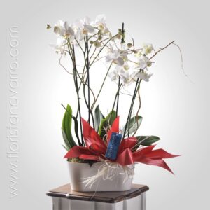 Orquídea Phalaenopsis Blanca