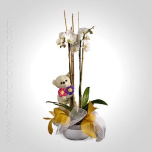 Planta De Orquídea Con Peluche