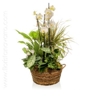 Grupo de plantas blanco