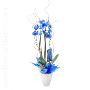 Orquídea phalaenopsis blue
