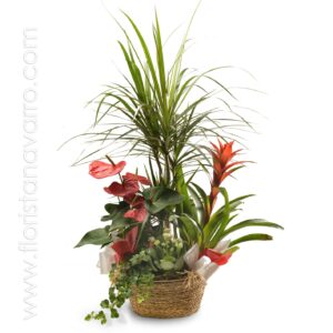 Grupo de plantas rojo