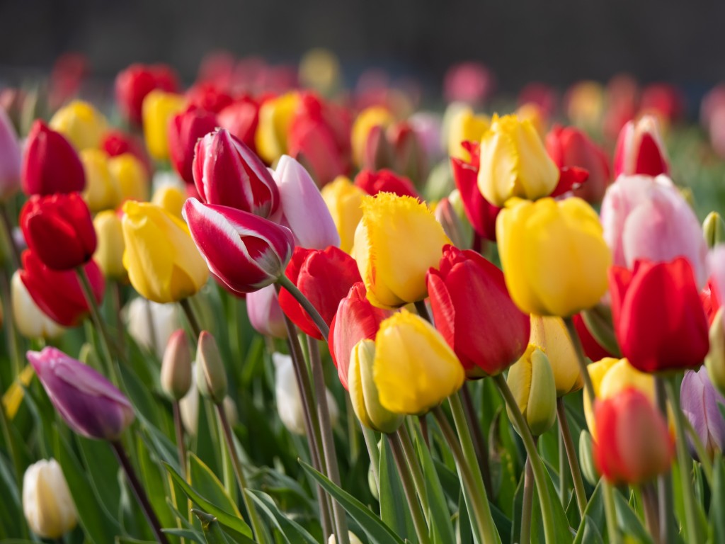 Significado de los Tulipanes: Cultura, Belleza e Historia