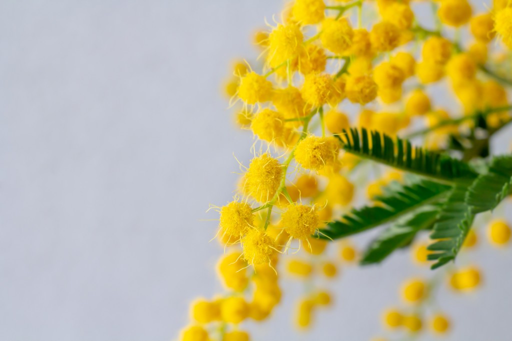 Mimosa: Flor de la Mujer, Color y Feminidad Vibrantes