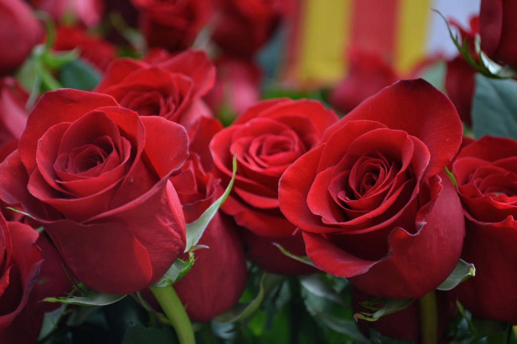 El Significado de la Rosa Roja: La Rosa de Sant Jordi